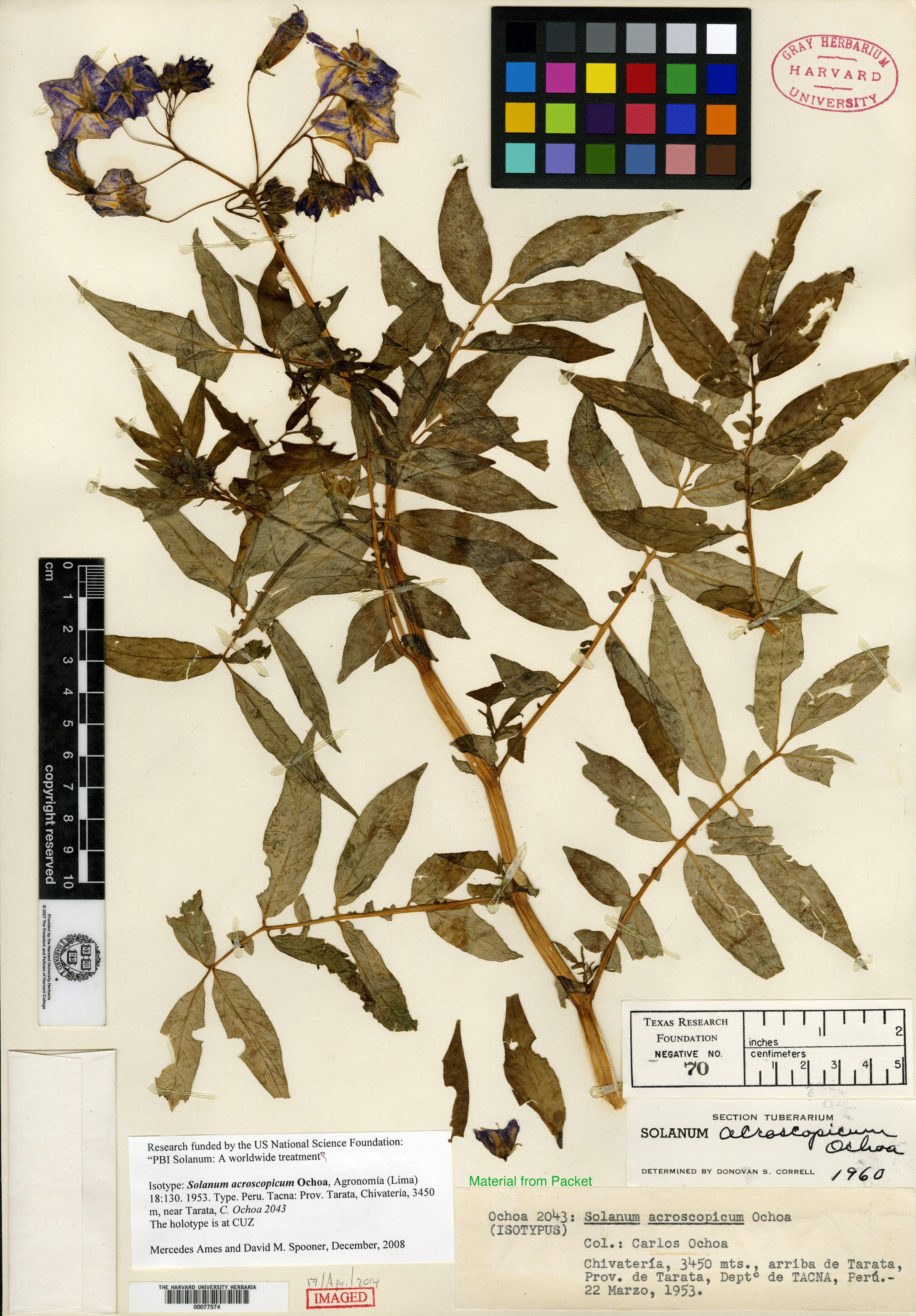 Solanum acroscopicum image