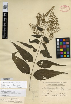Eupatorium palmeri var. tonsum image