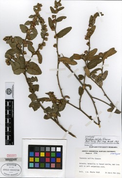 Lepidaploa leptoclada image
