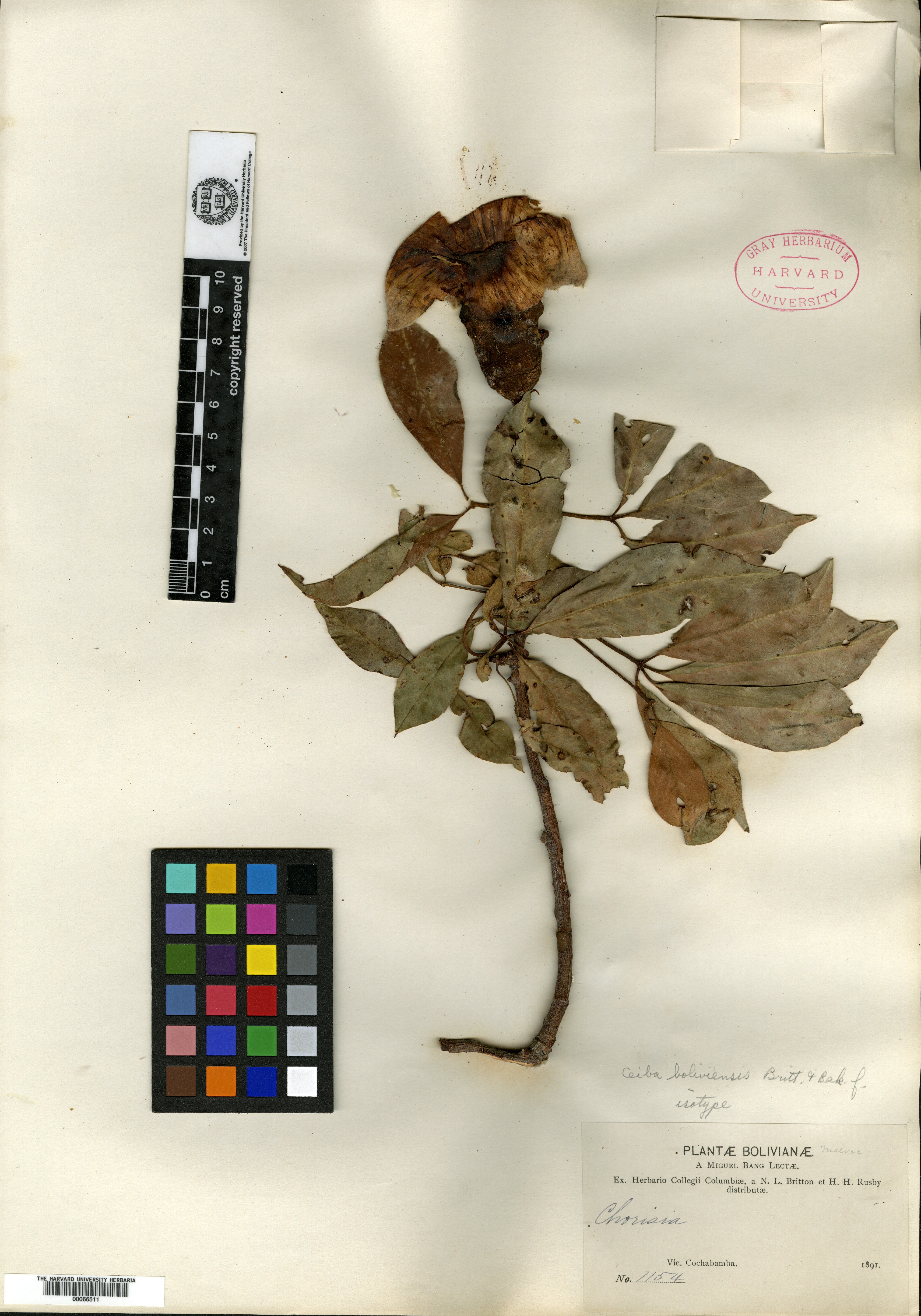 Eriodendron image