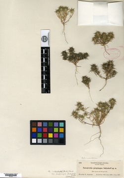 Navarretia intertexta subsp. propinqua image