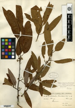 Pouteria dictyoneura subsp. fuertesii image