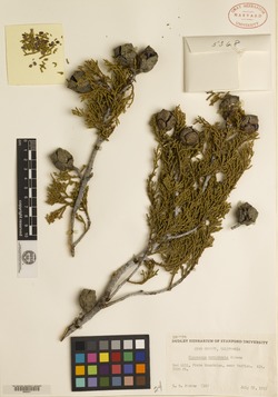 Cupressus nevadensis image