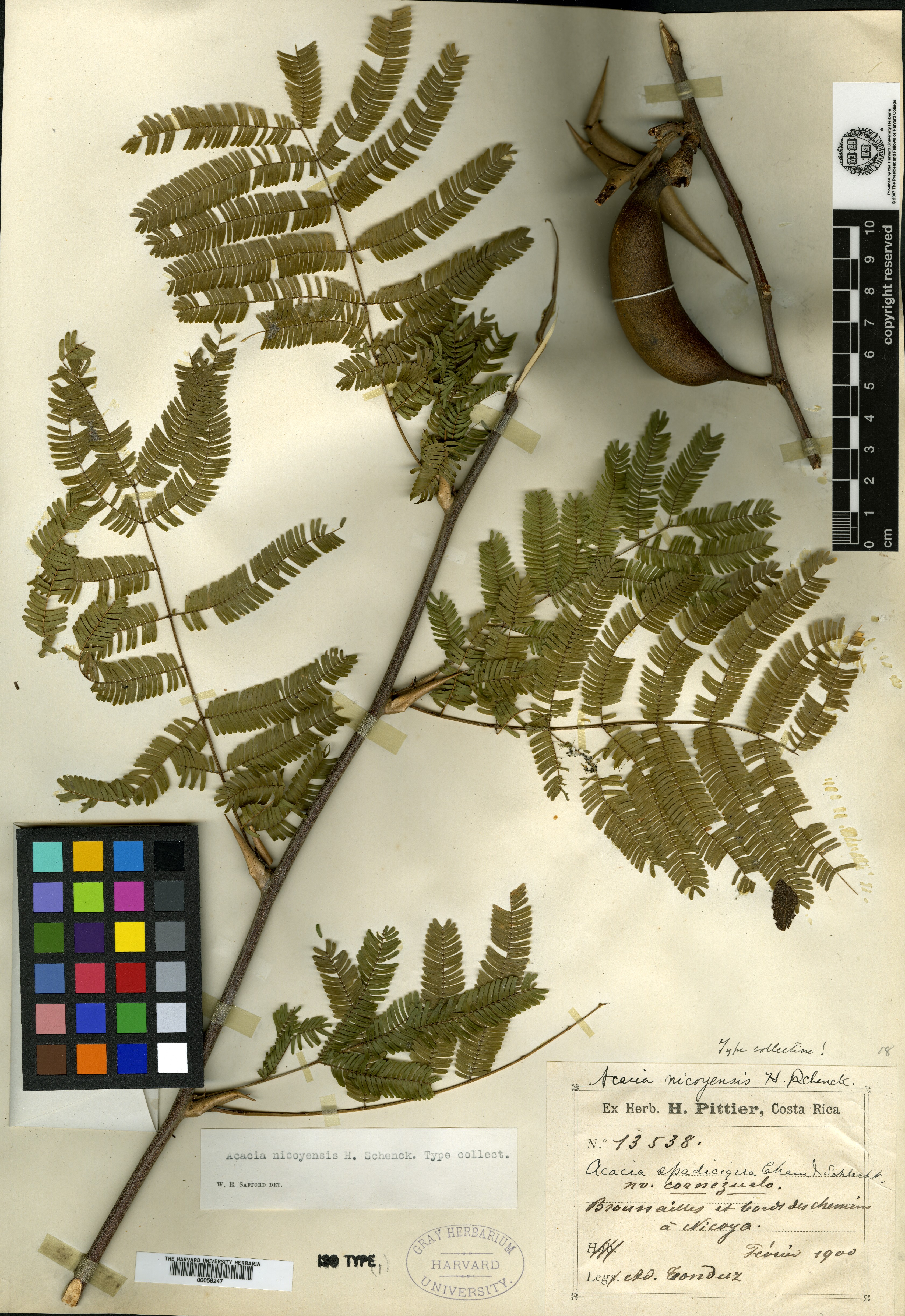 Acacia nicoyensis image