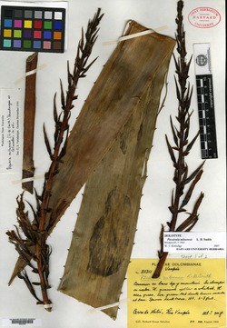Pitcairnia mituensis image