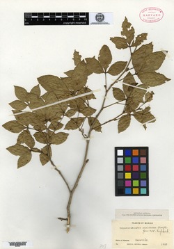 Celaenodendron mexicanum image