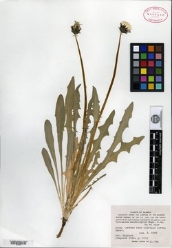 Taraxacum maurolepium image