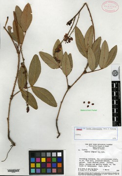 Cassia portoricensis image