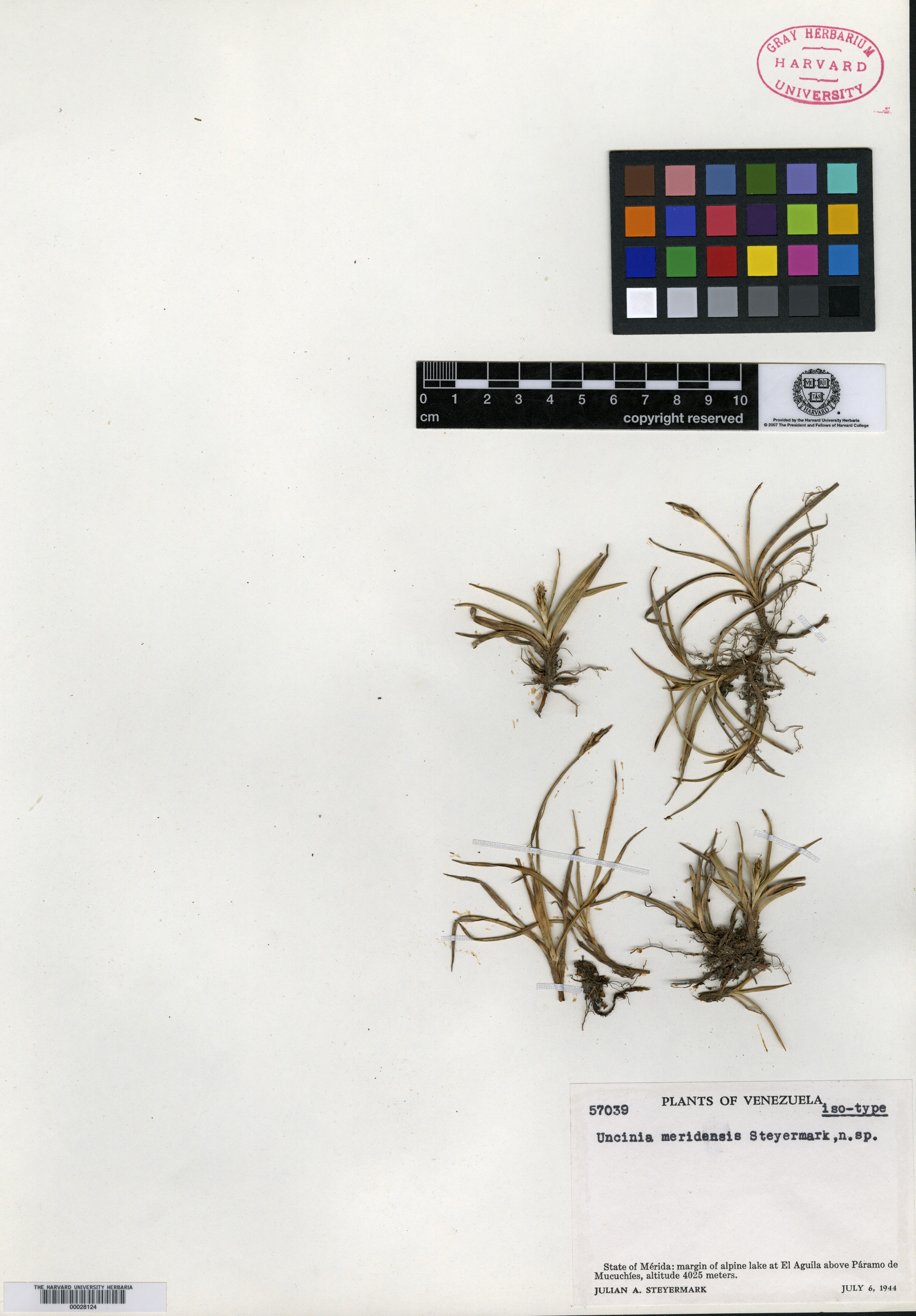 Carex meridensis image
