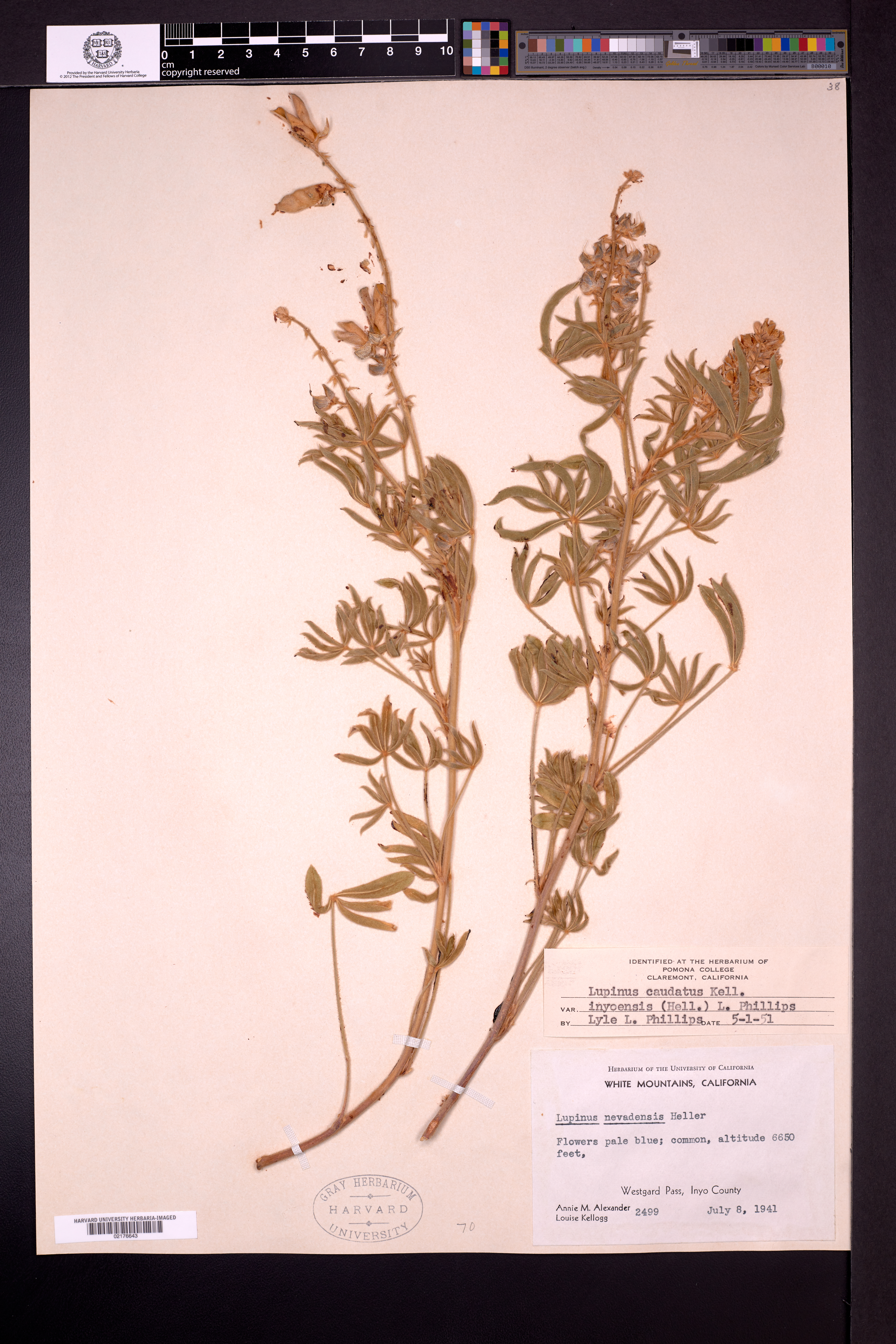 Lupinus inyoensis image