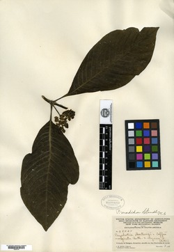 Psychotria madida image