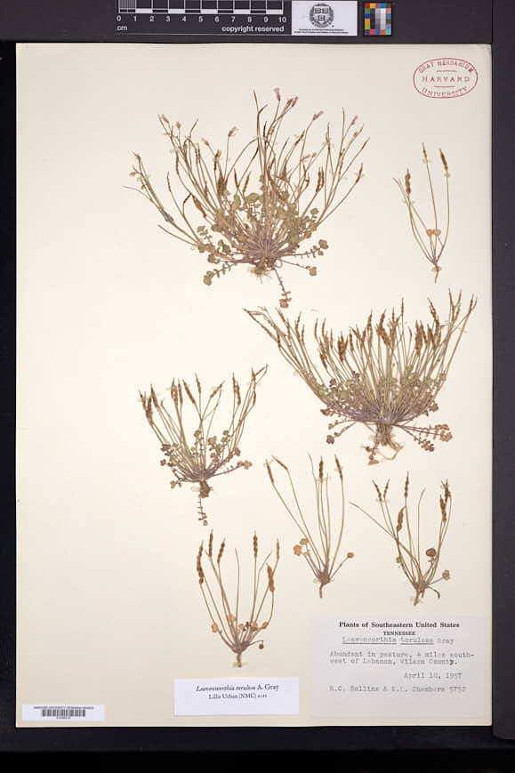 Leavenworthia torulosa image