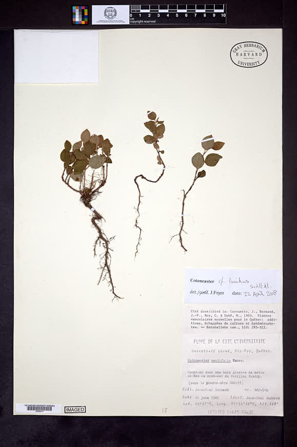 Cotoneaster lucidus image