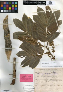 Pterocarpus steinbachianus image
