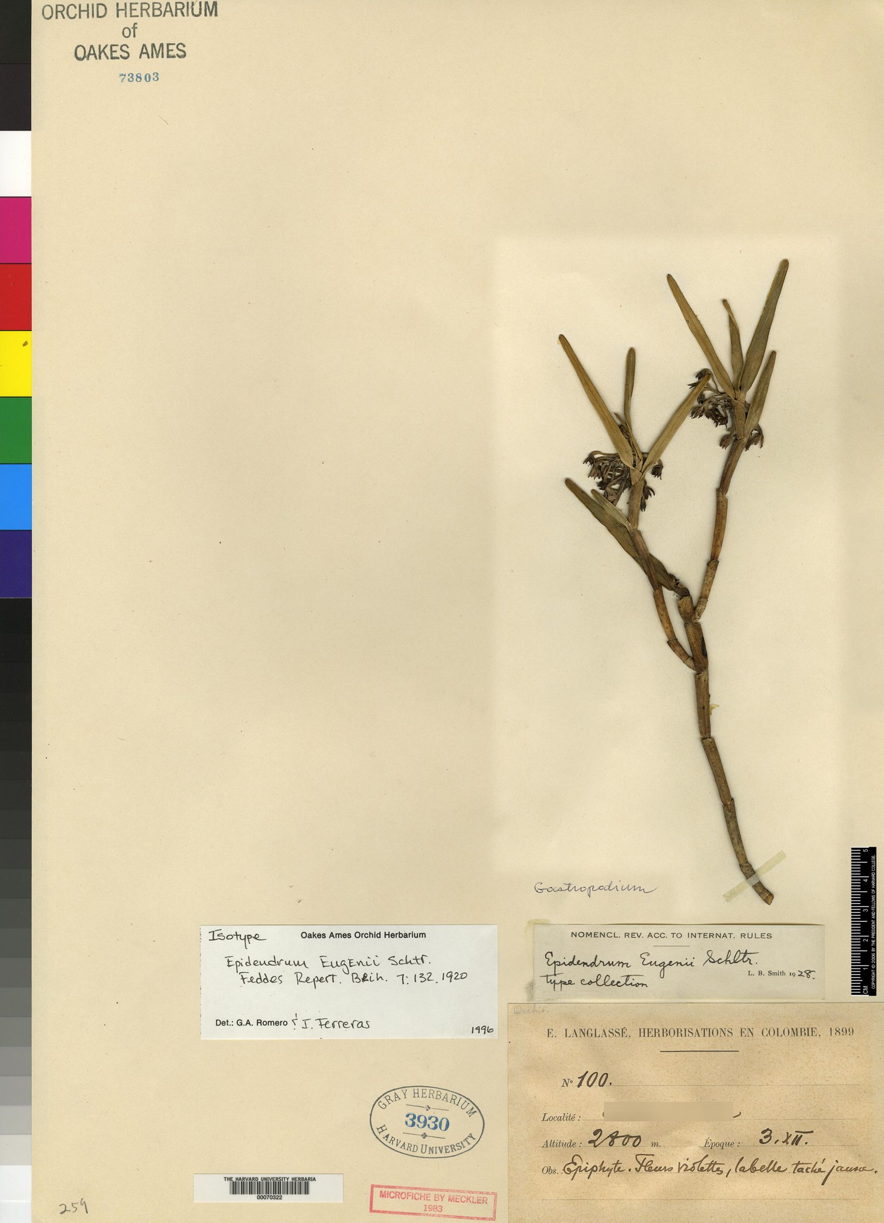 Epidendrum eugenii image