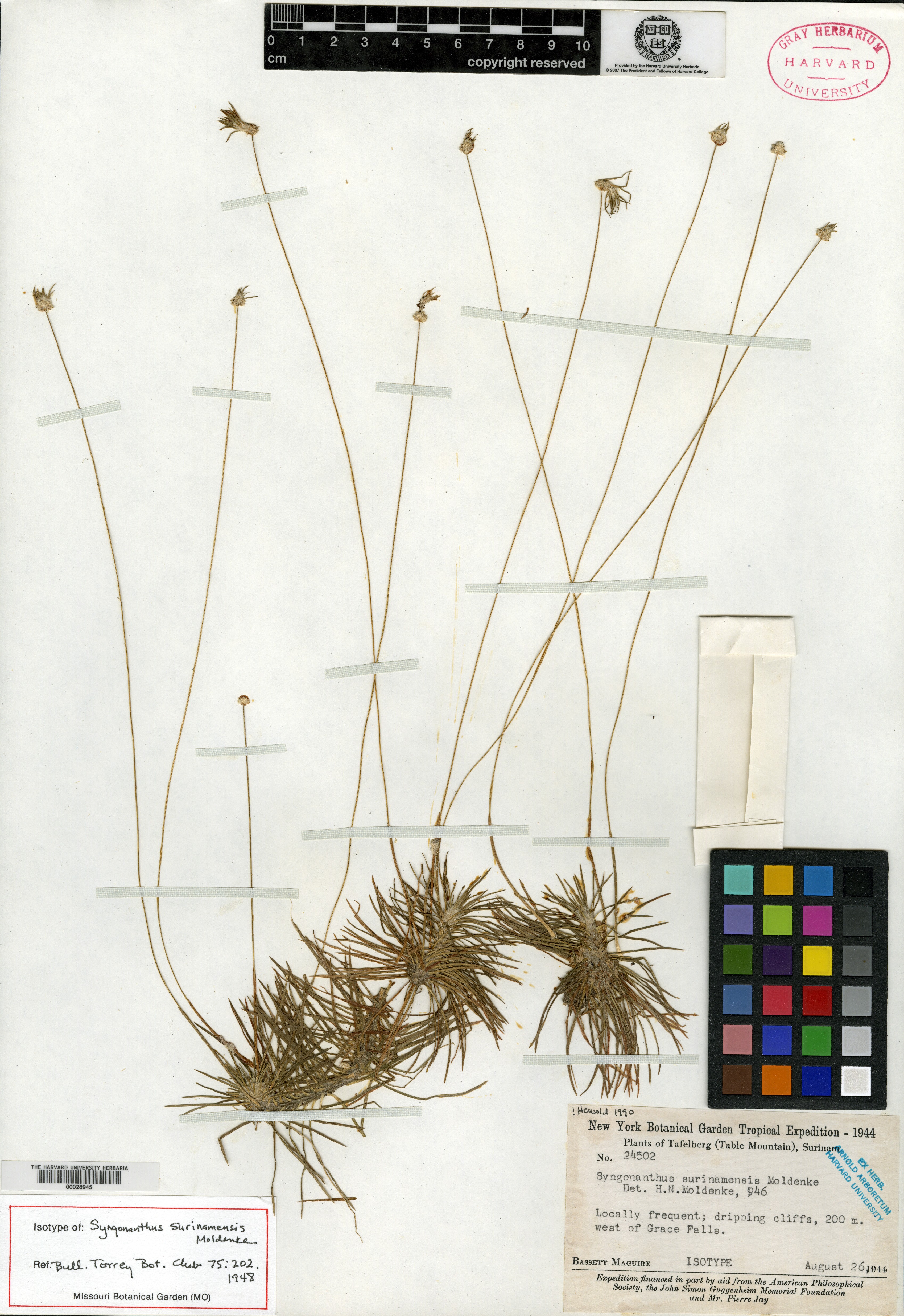 Syngonanthus surinamensis image