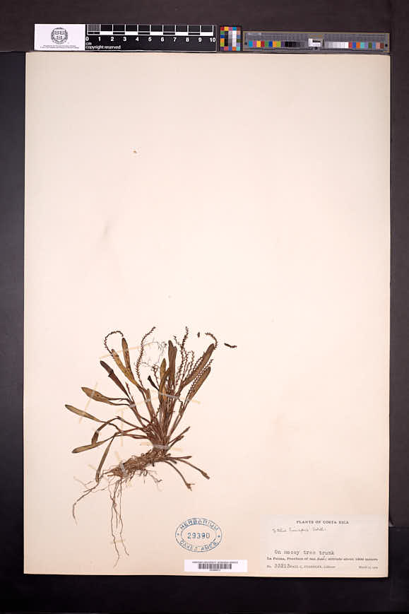 Stelis spathulata image