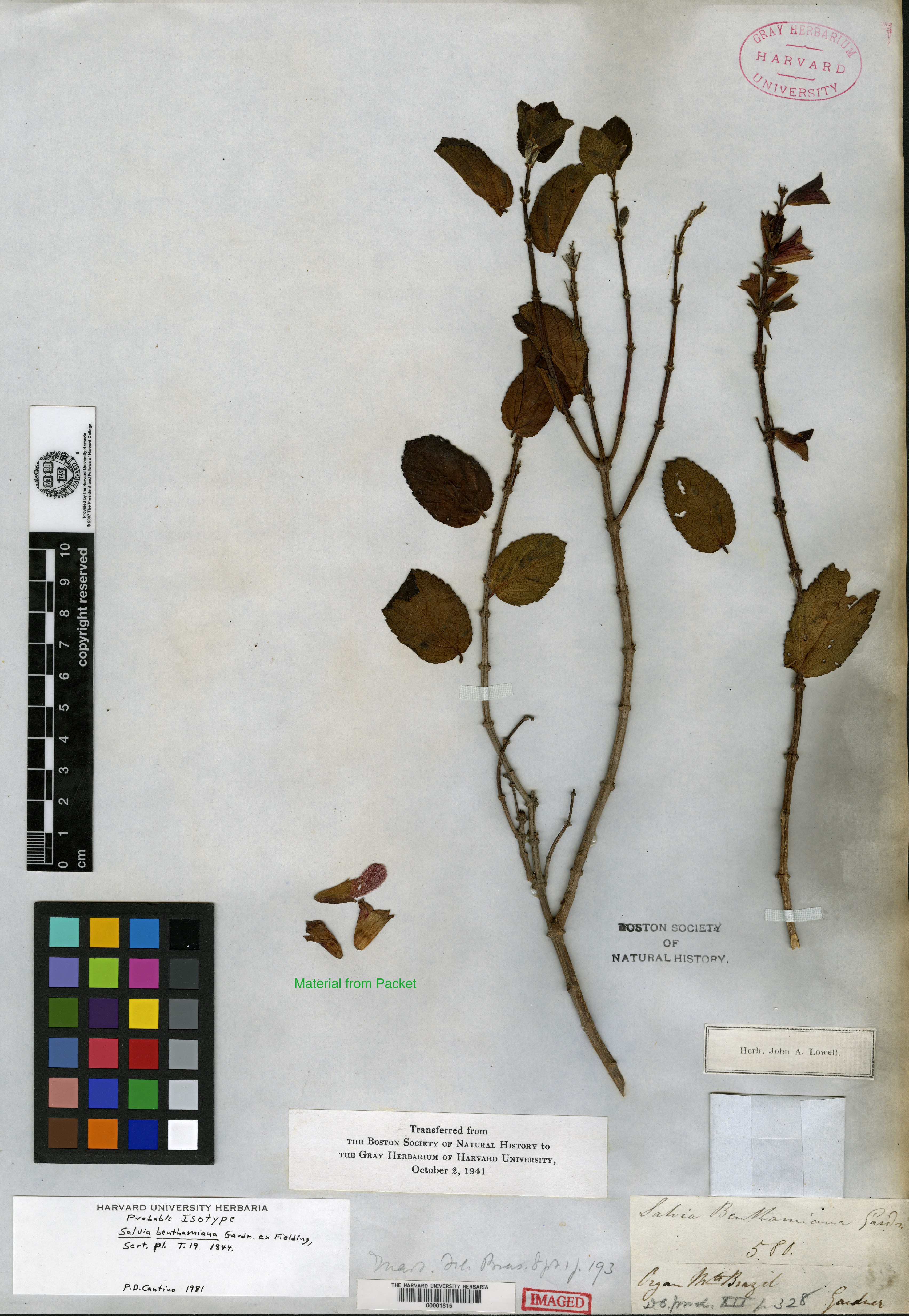 Salvia camporum image