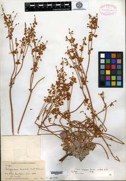 Eriogonum bloomeri image