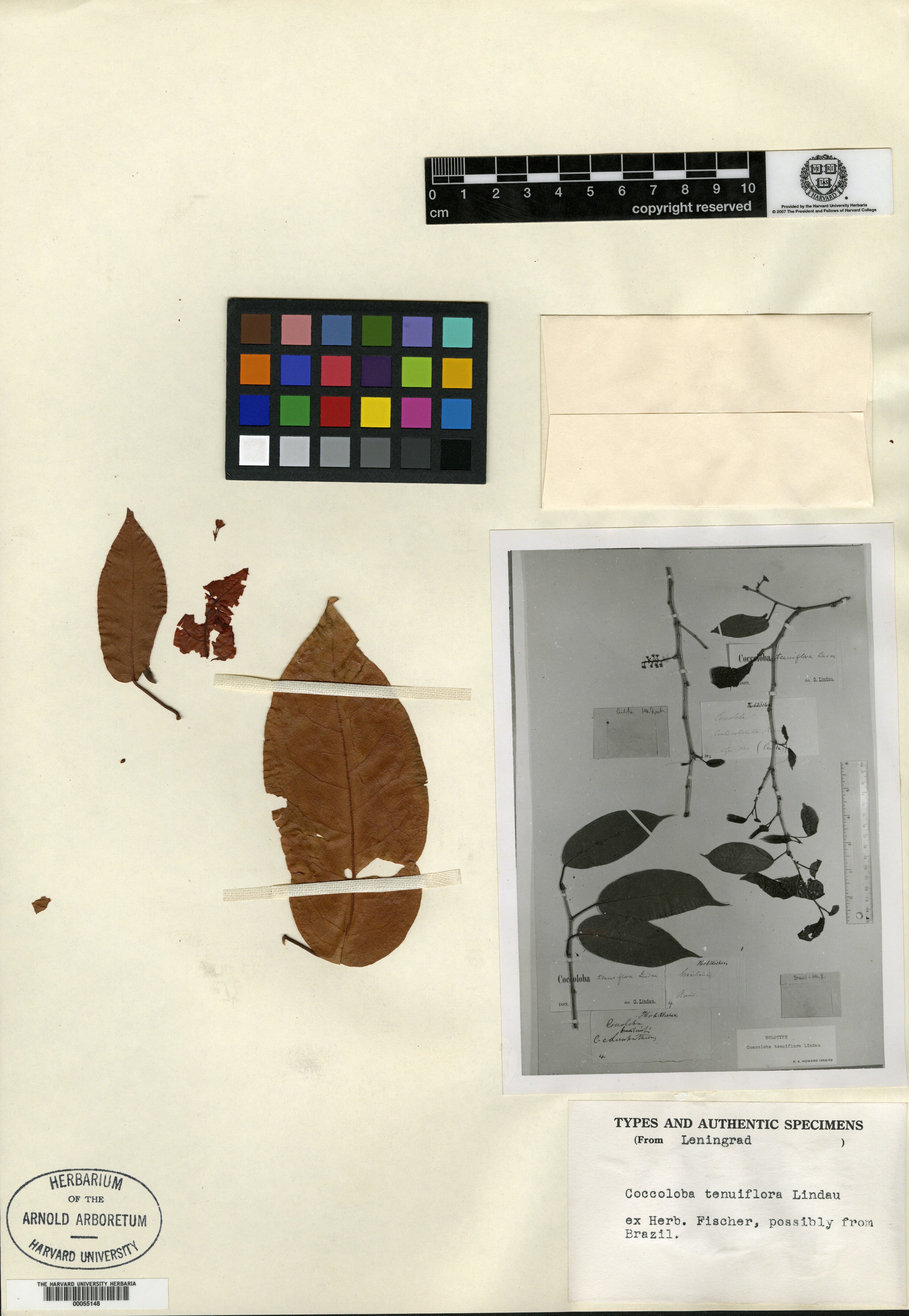 Coccoloba tenuiflora image