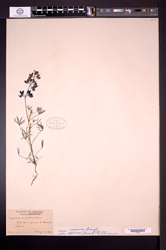 Lupinus vallicola image
