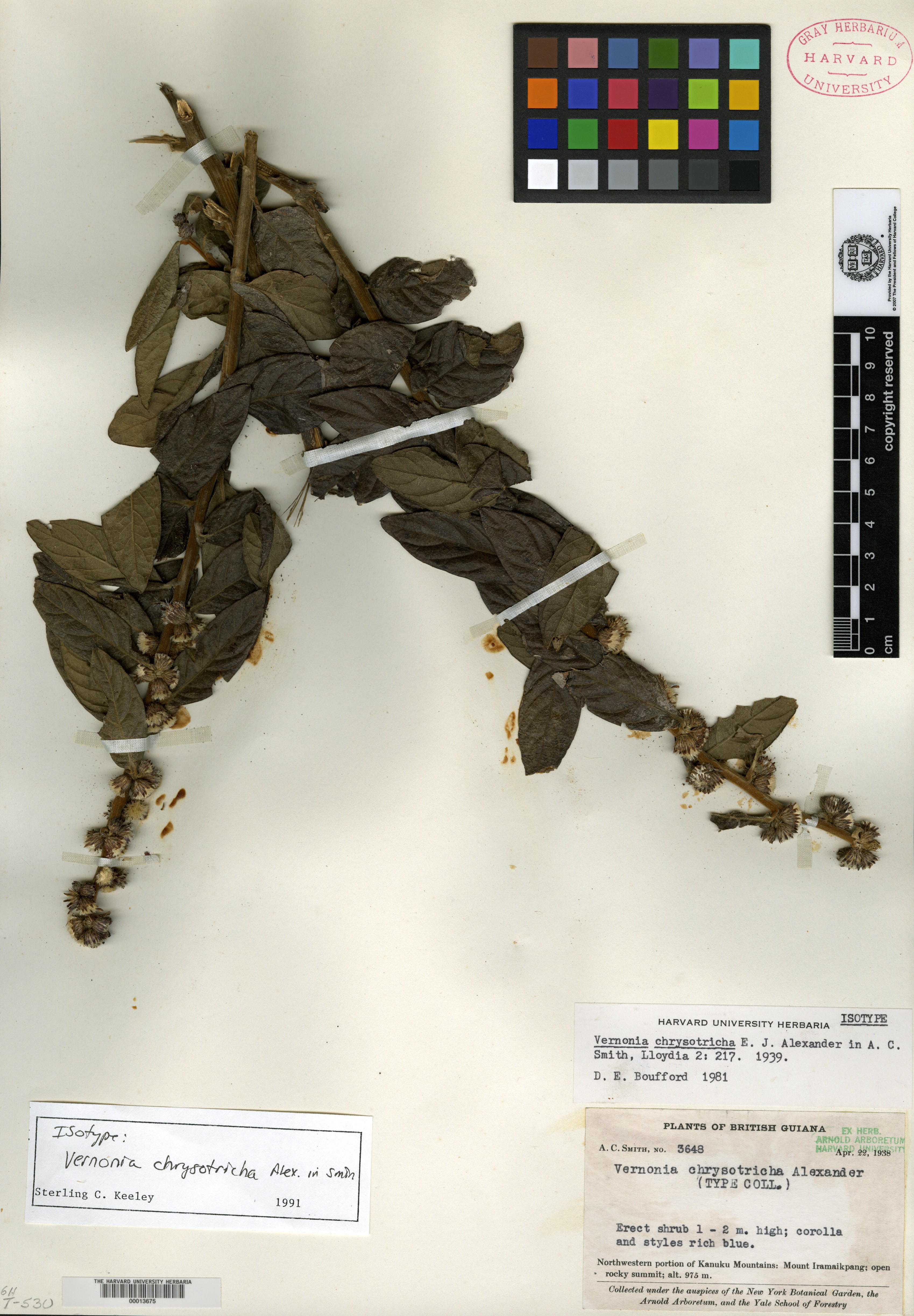 Lepidaploa chrysotricha image