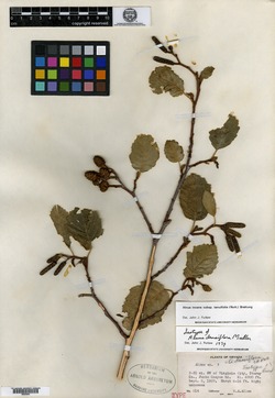 Alnus densiflora image