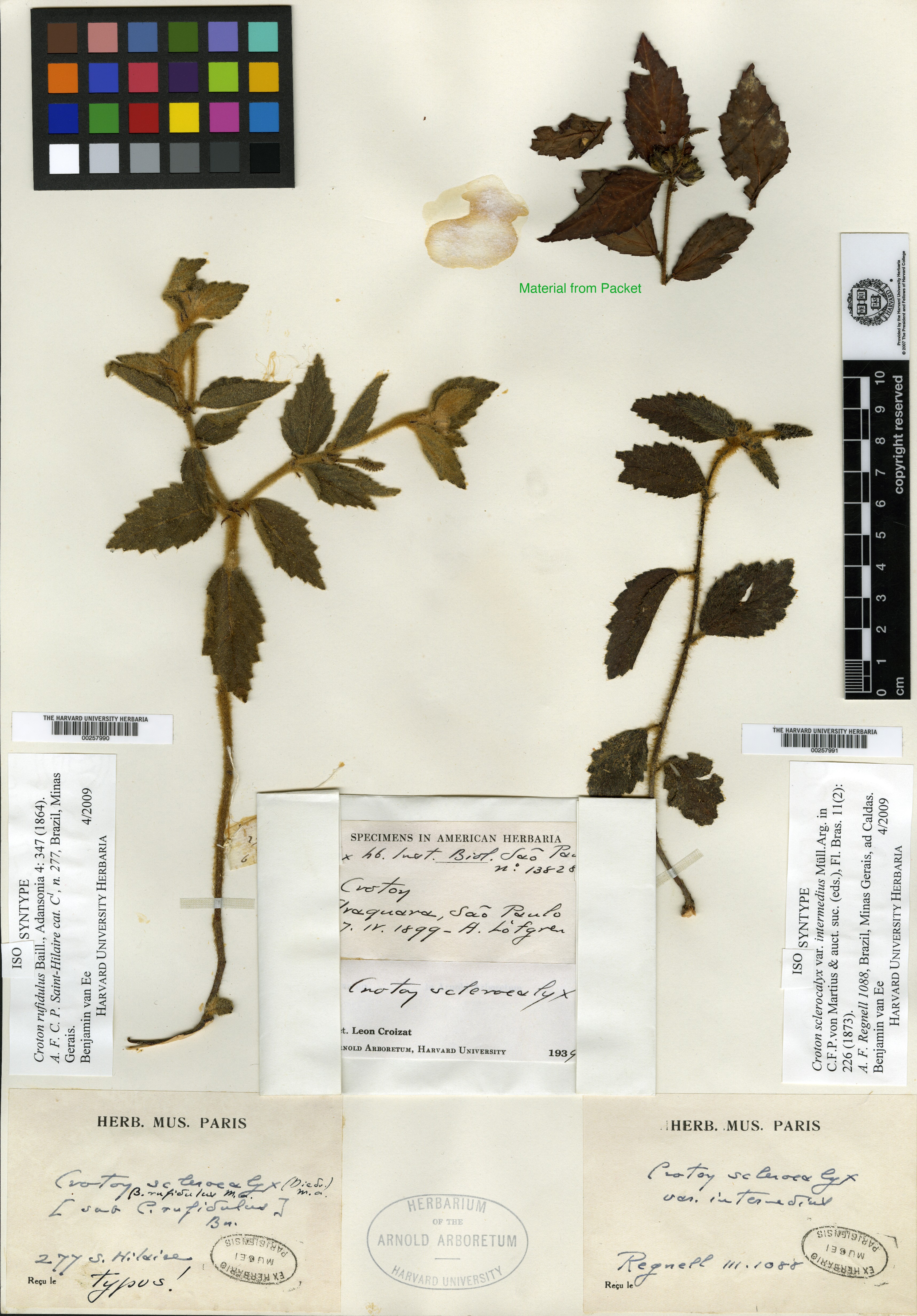 Croton sapiiflorus image