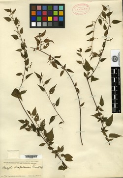 Acalypha acapulcensis image
