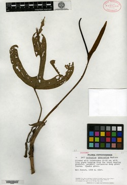 Anthurium grex-avium image