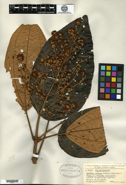 Miconia cyanocarpa var. parvifolia image