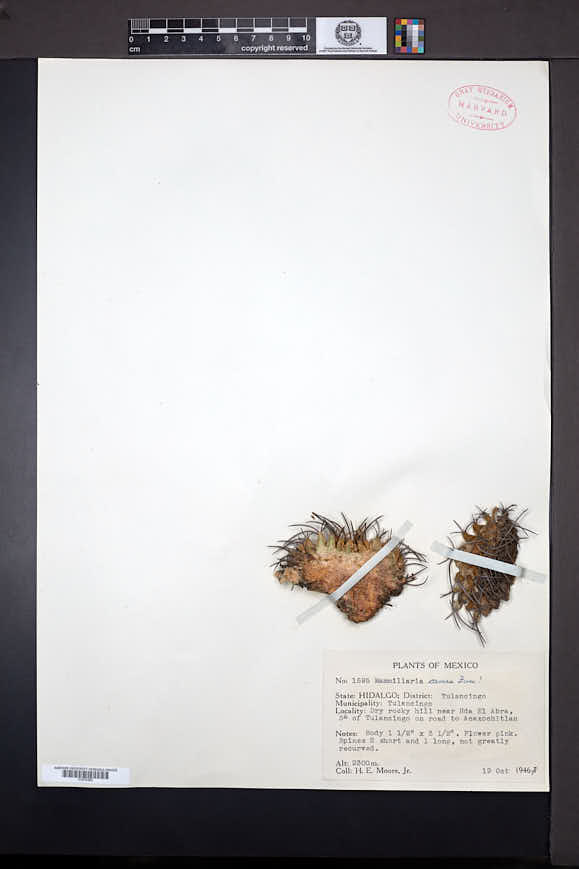 Mammillaria carnea image