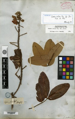 Cassia tetraphylla var. tetraphylla image