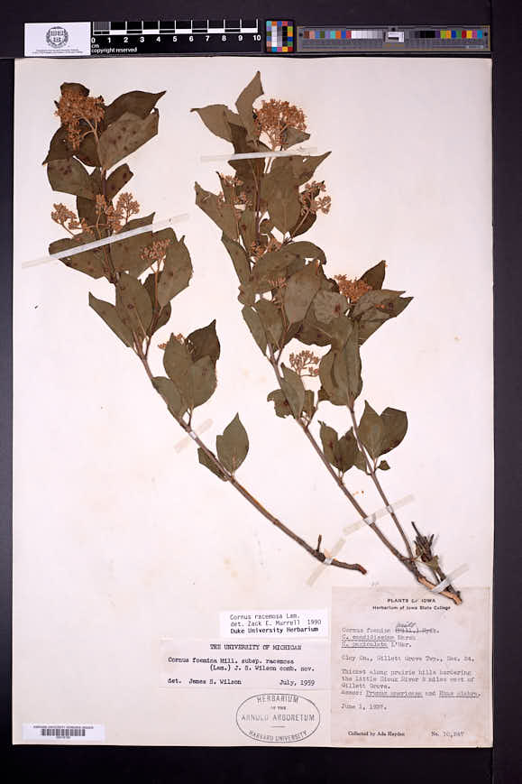 Cornus racemosa image