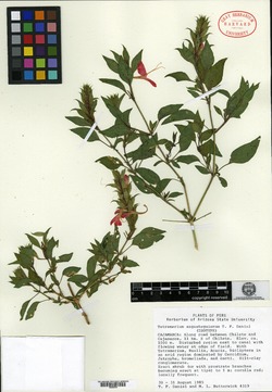 Tetramerium sagasteguianum image