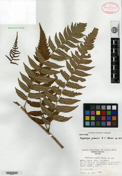 Polybotrya gomezii image