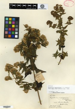 Fleischmannia magdalenensis image