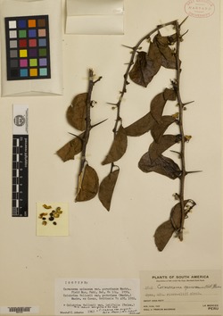Colubrina retusa subsp. latifolia image