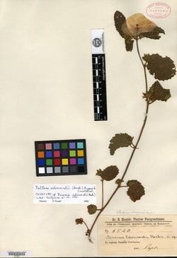 Pavonia malacophylla image