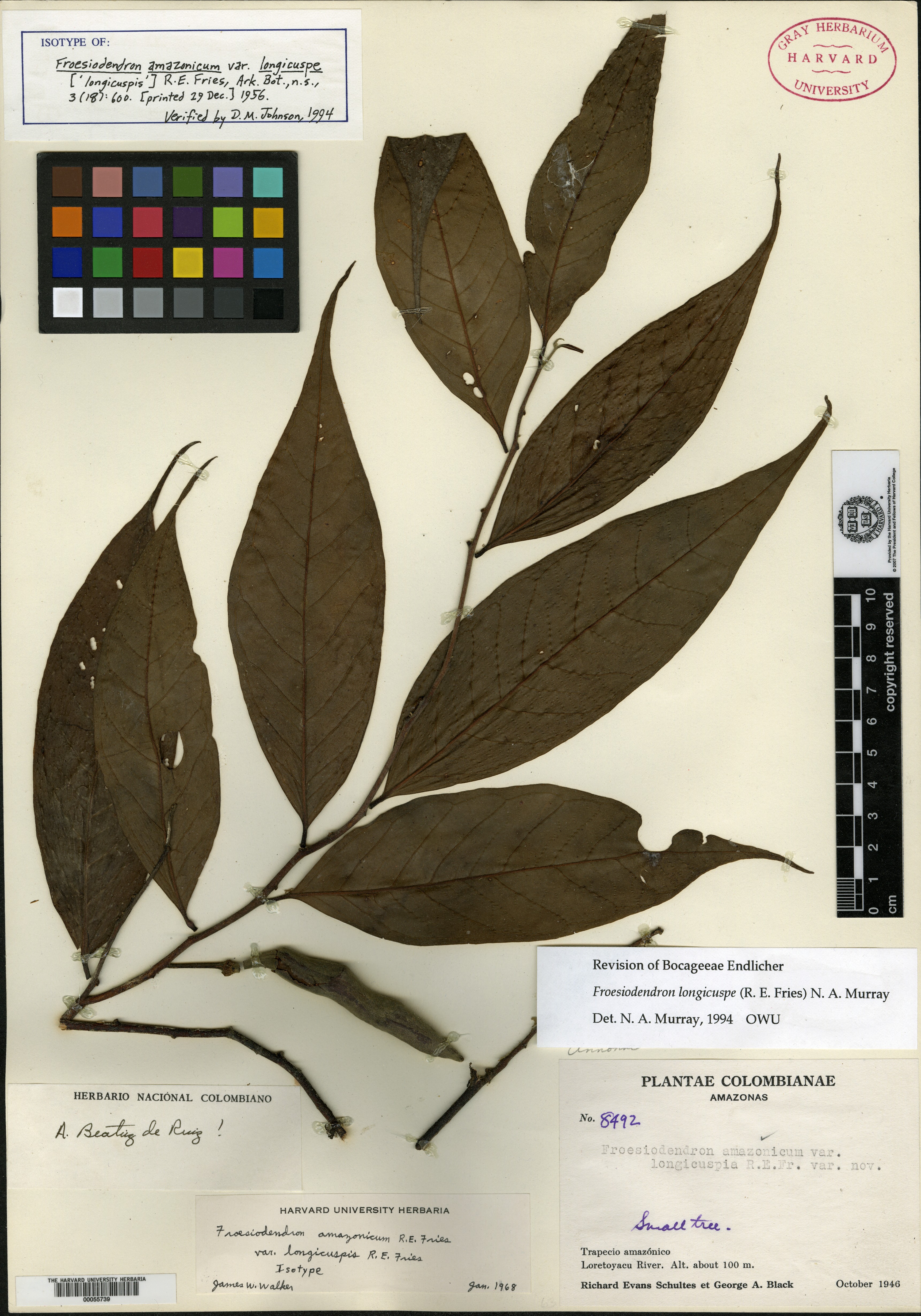 Froesiodendron image