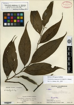 Froesiodendron amazonicum image
