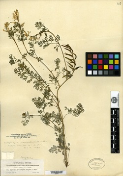 Corydalis crassipedicellata image
