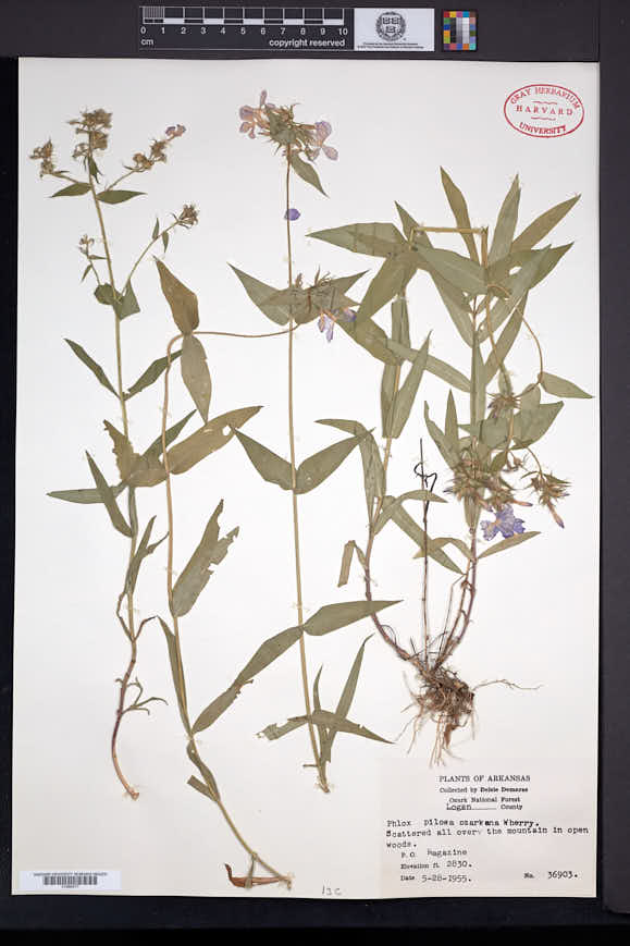 Phlox pilosa subsp. ozarkana image