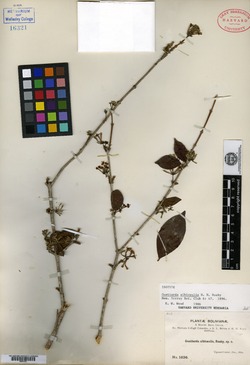 Guettarda albicaulis image