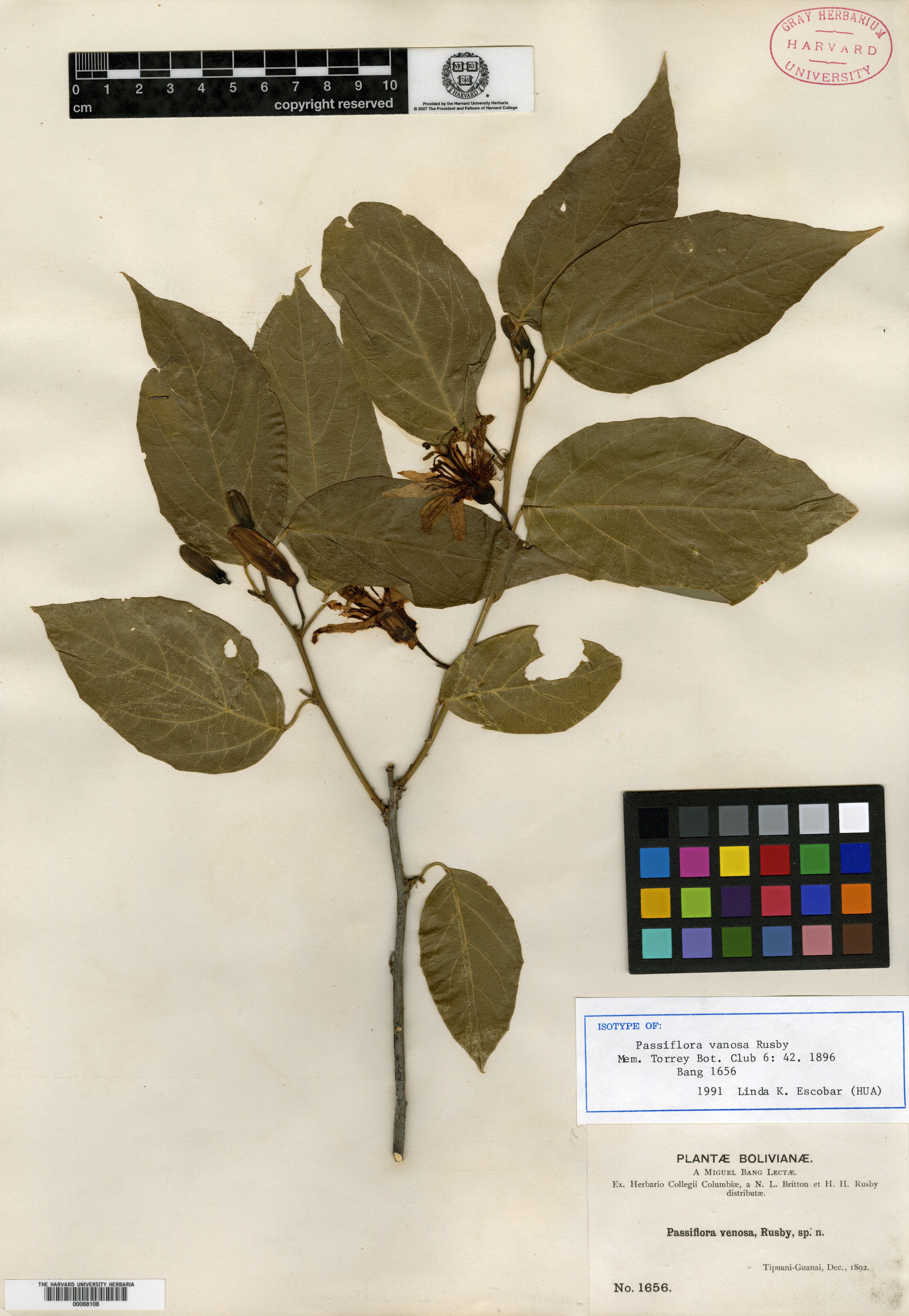 Passiflora venosa image