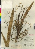 Odontoglossum cristatellum image