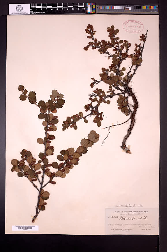 Betula pumila var. renifolia image