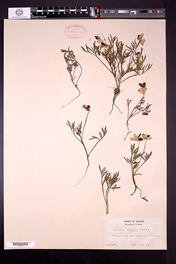 Viola hallii image