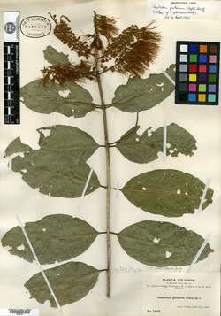 Combretum gloriosum image