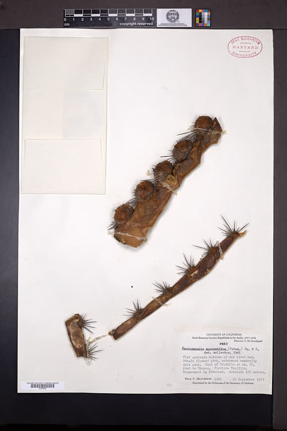 Nyctocereus serpentinus image